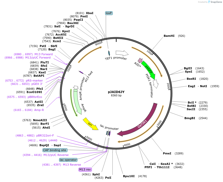 165049-plasmid-map-sequence-id-327679