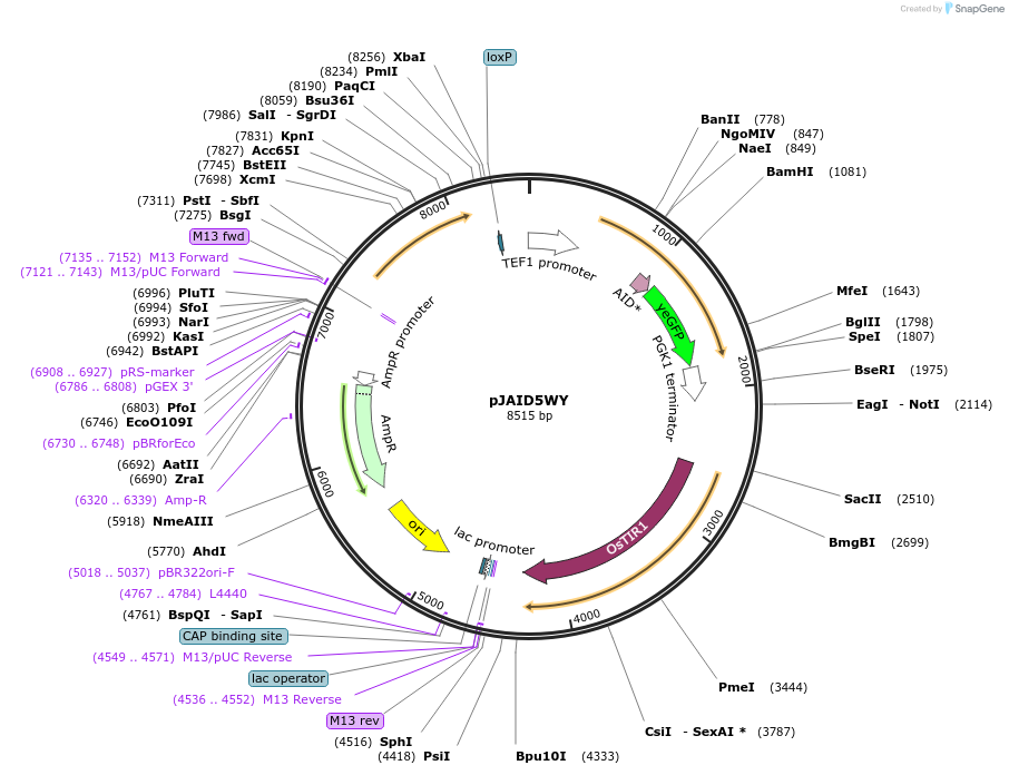 165050-plasmid-map-sequence-id-327682