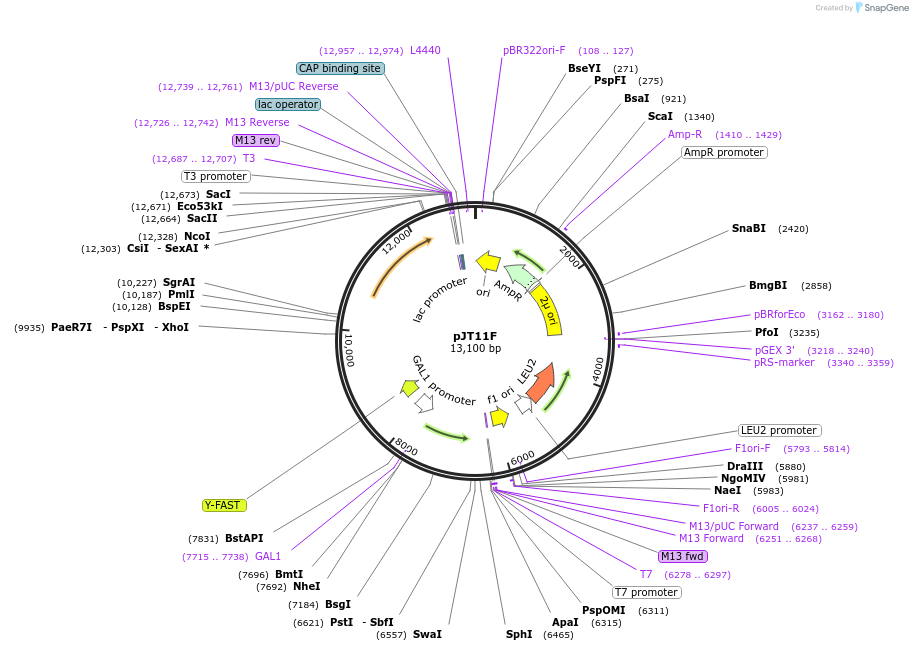 165062-plasmid-map-sequence-id-327683