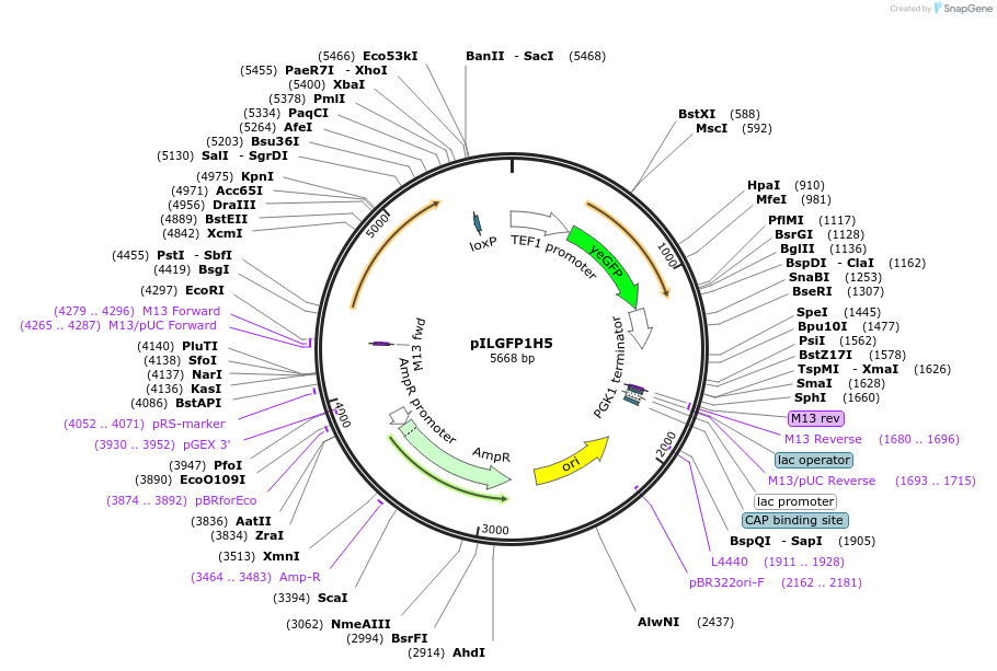 165065-plasmid-map-sequence-id-327687