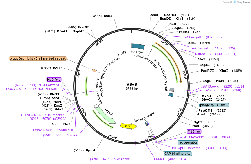 164148-plasmid-map-sequence-id-327688
