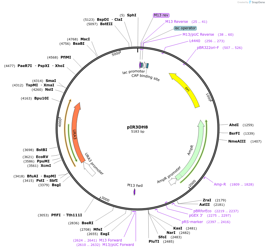 165068-plasmid-map-sequence-id-327694