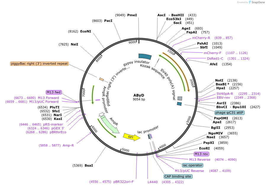164150-plasmid-map-sequence-id-327695