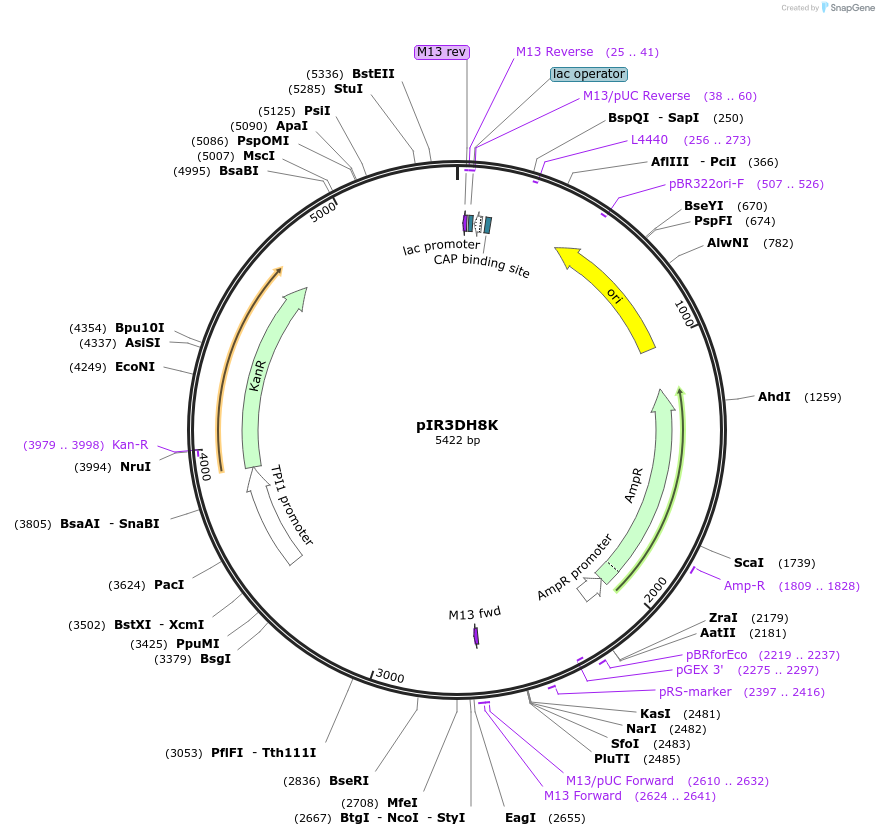 165069-plasmid-map-sequence-id-327697