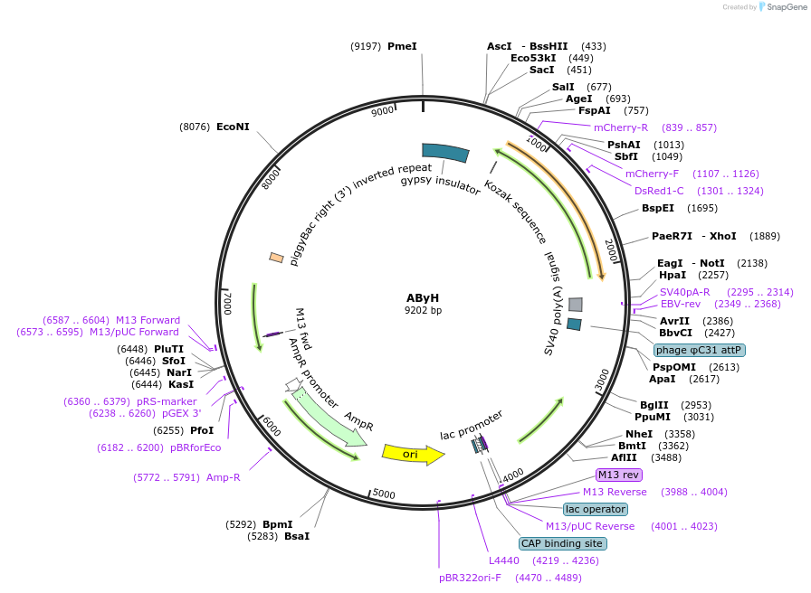 164152-plasmid-map-sequence-id-327698
