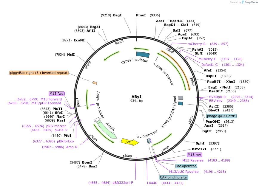 164153-plasmid-map-sequence-id-327699