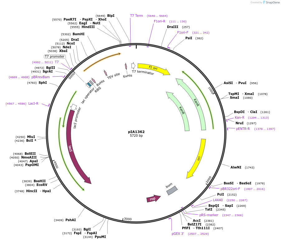 166860-plasmid-map-sequence-id-327704