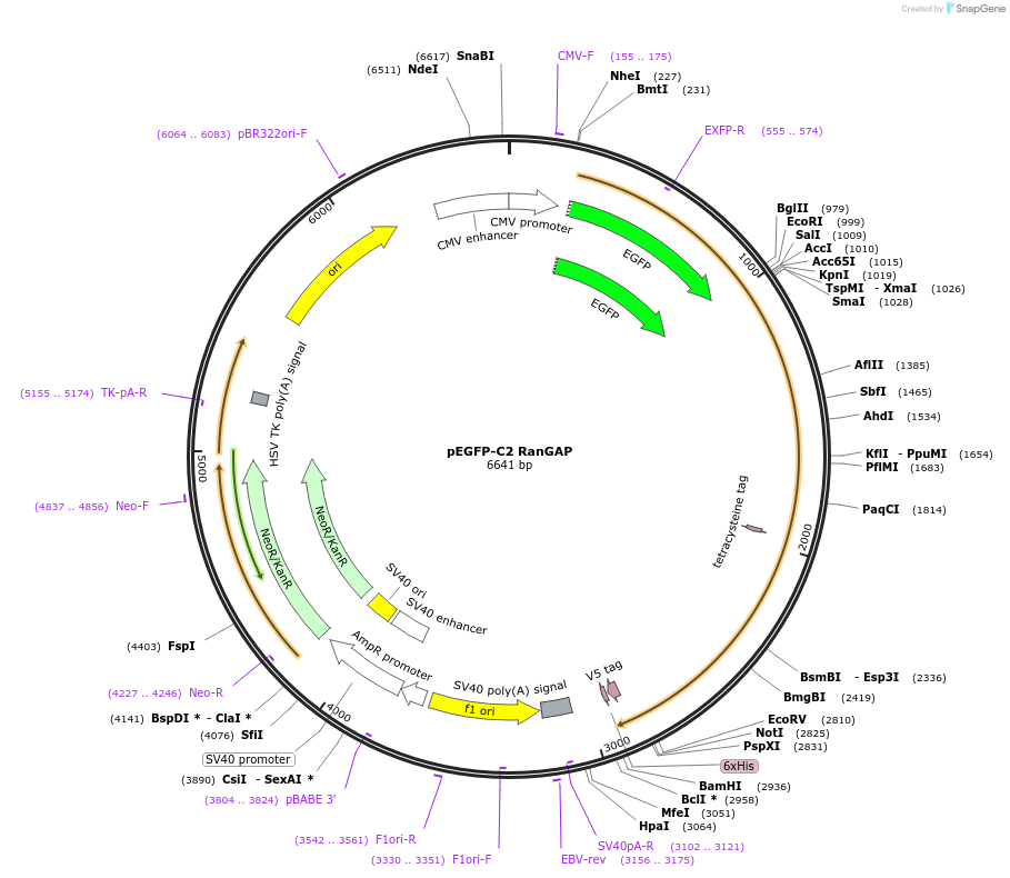 13378-plasmid-map-sequence-id-327709