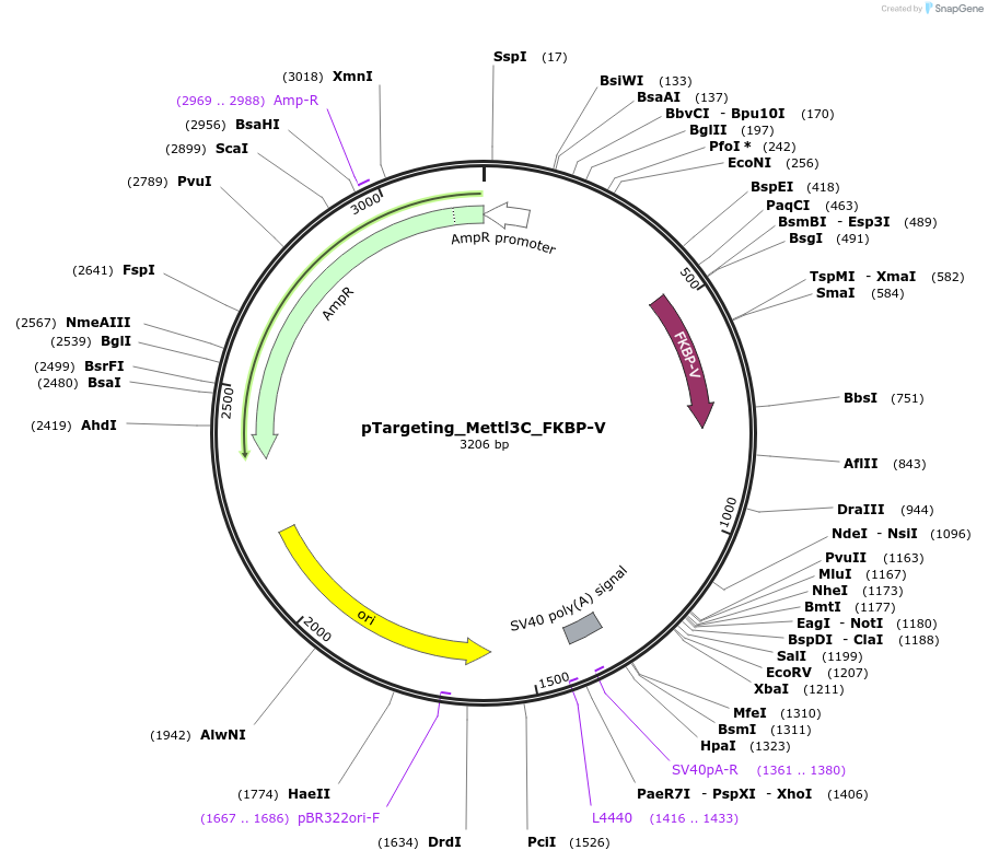 165421-plasmid-map-sequence-id-327711