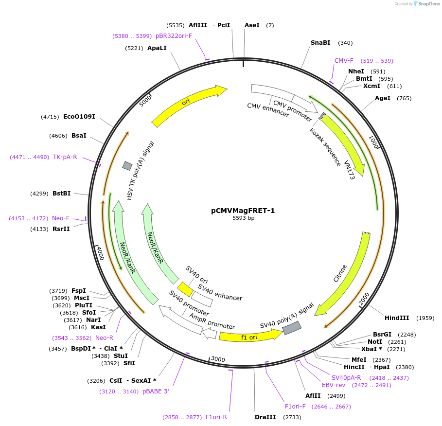 50742-plasmid-map-sequence-id-327713