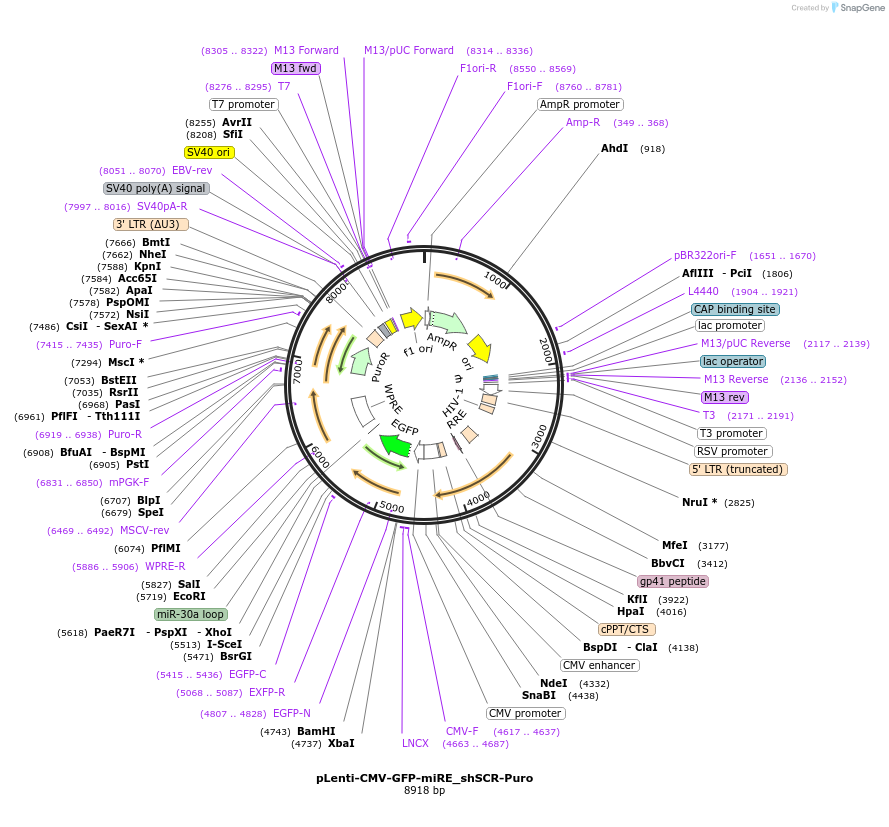 135689-plasmid-map-sequence-id-327714