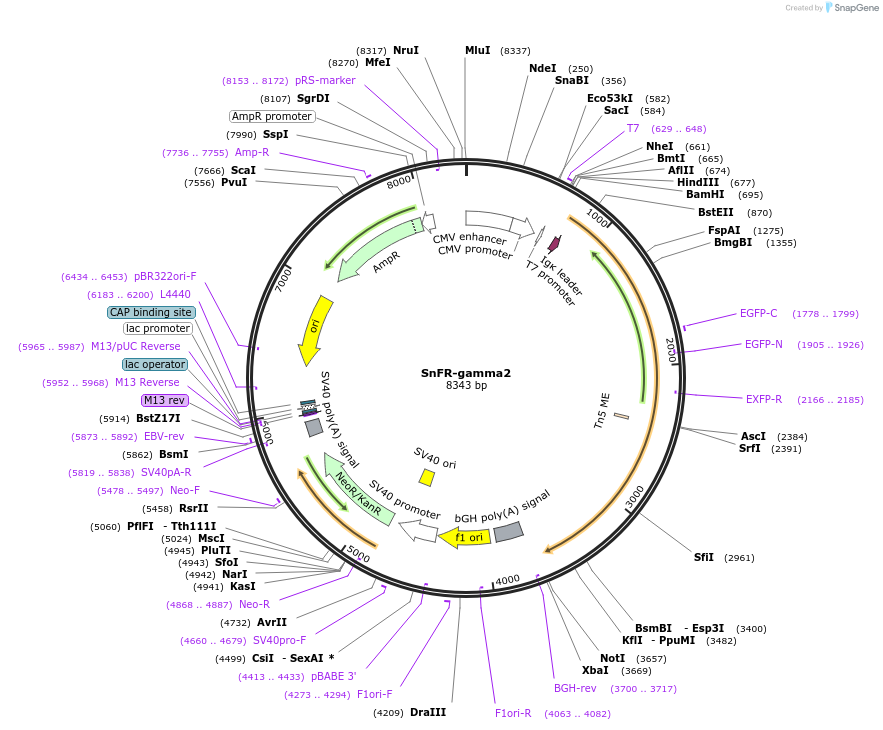 165495-plasmid-map-sequence-id-327723