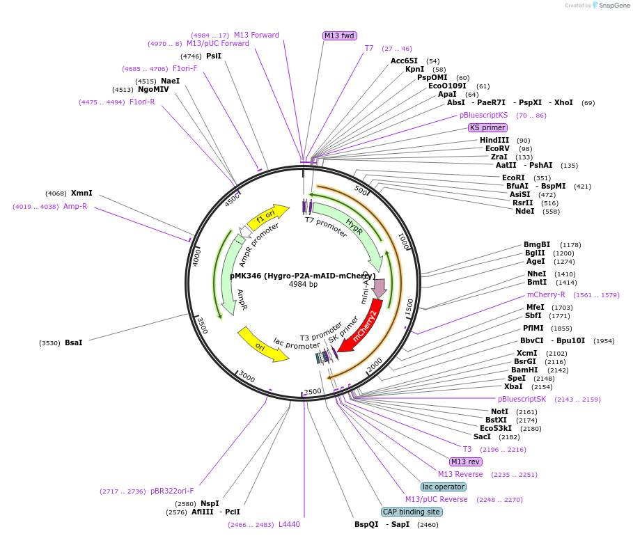 121180-plasmid-map-sequence-id-327726