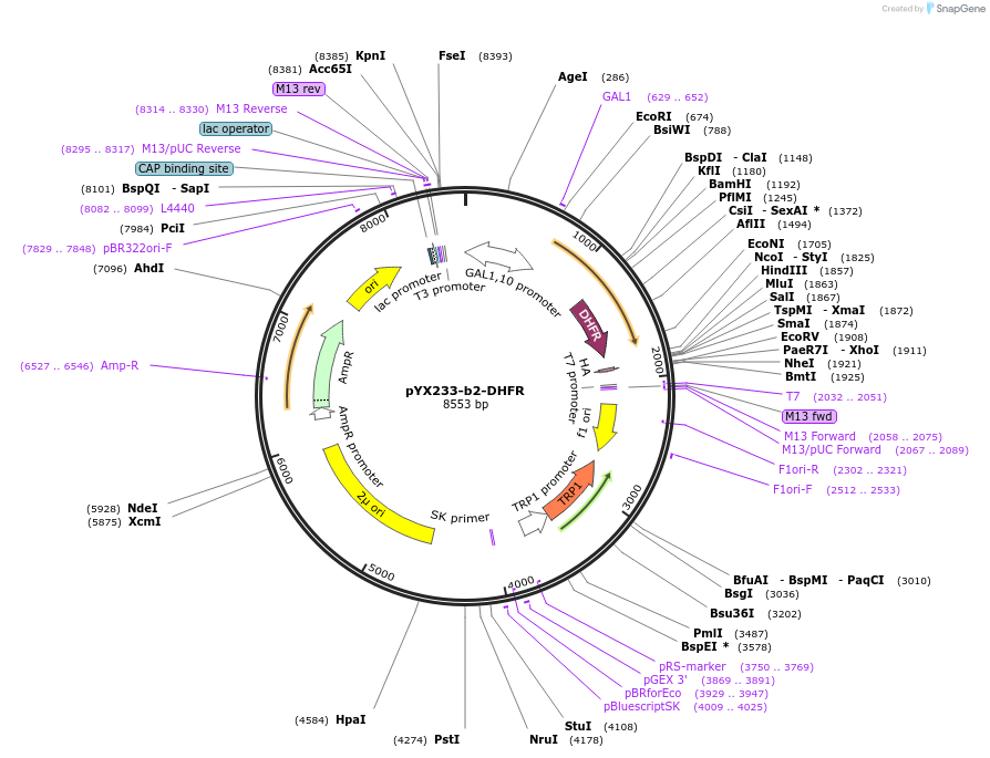 163759-plasmid-map-sequence-id-327731