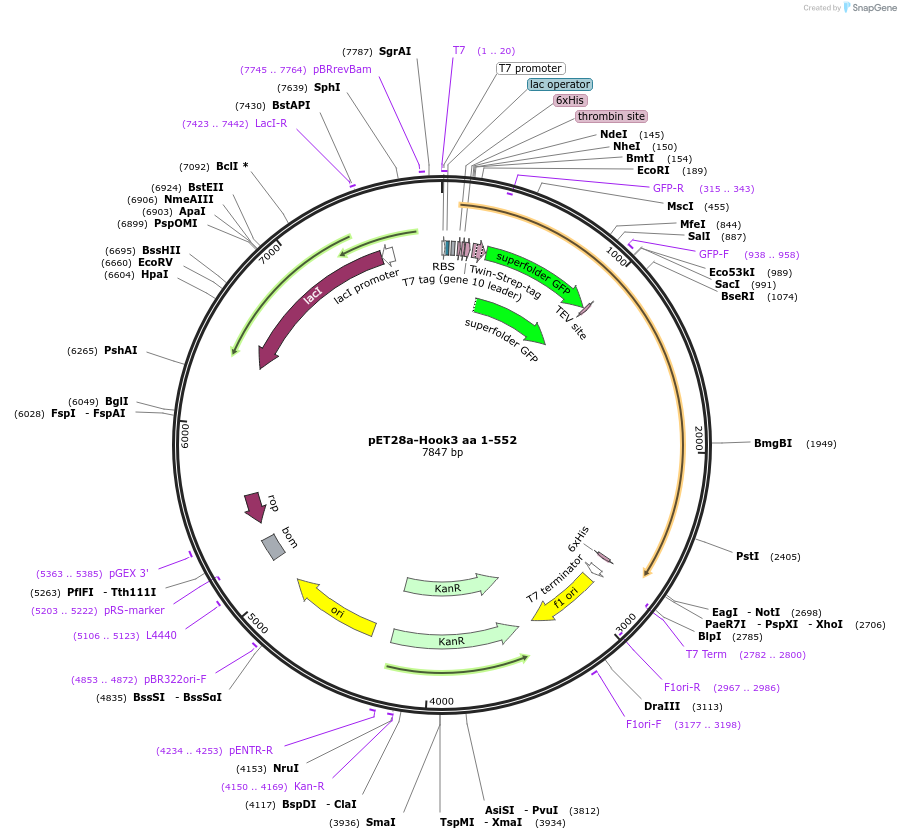 74614-plasmid-map-sequence-id-327737