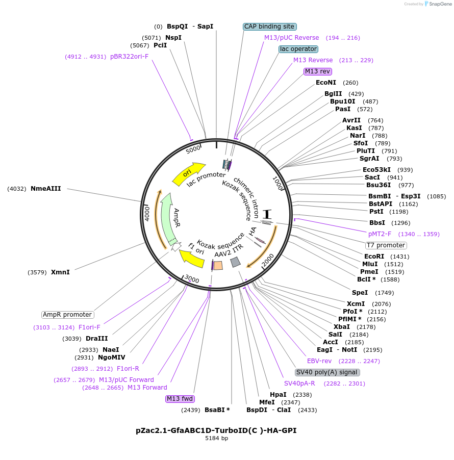163697-plasmid-map-sequence-id-327742