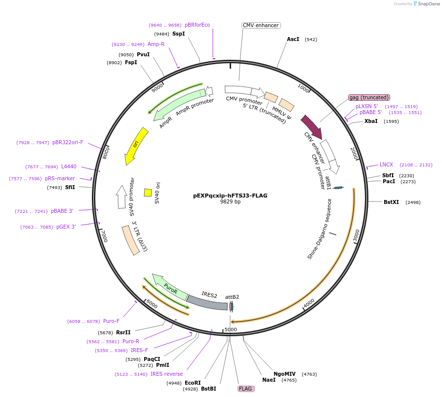 165463-plasmid-map-sequence-id-327804