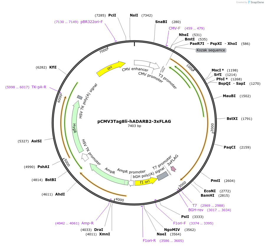 165470-plasmid-map-sequence-id-327805