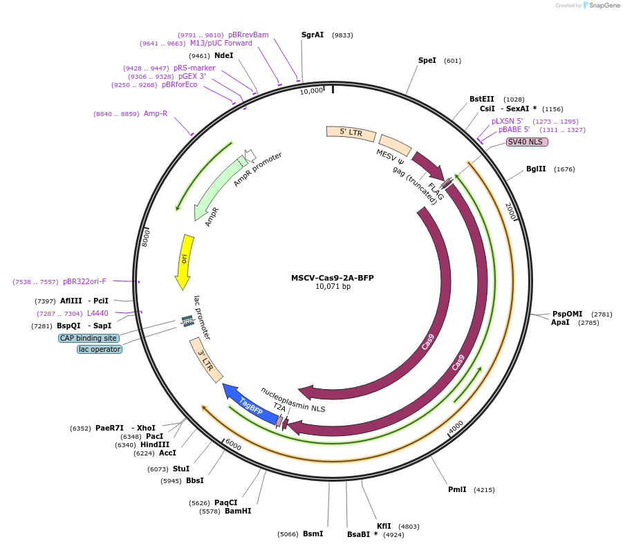 164662-plasmid-map-sequence-id-327807