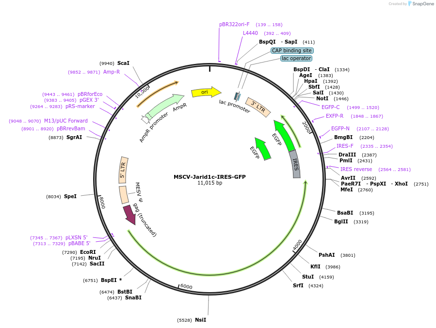 166009-plasmid-map-sequence-id-327808
