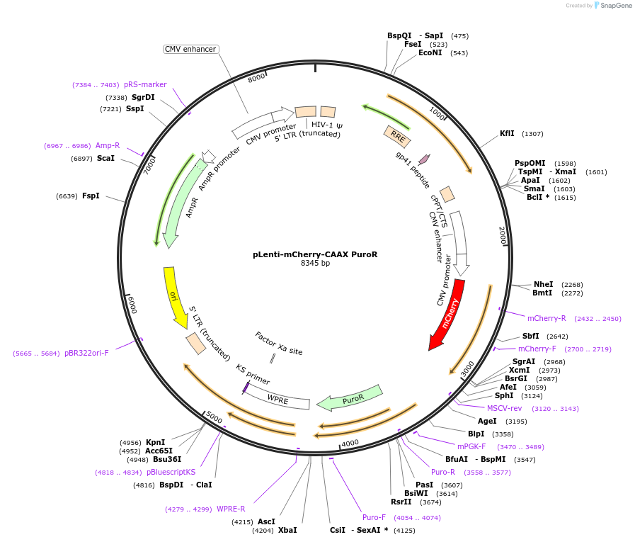 166228-plasmid-map-sequence-id-327809
