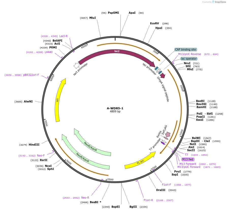 166515-plasmid-map-sequence-id-327811