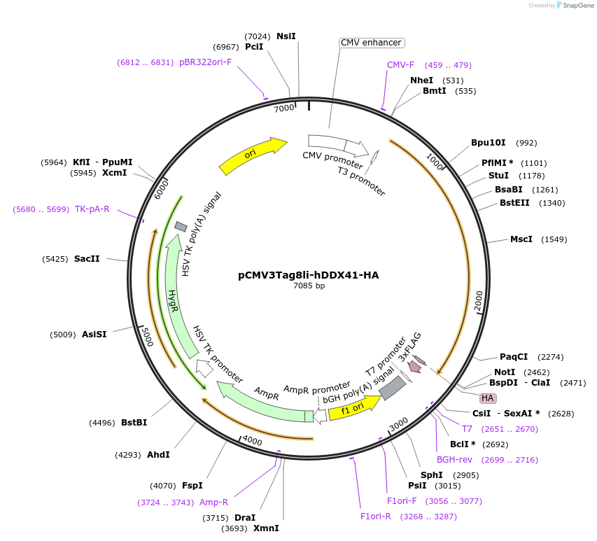 165469-plasmid-map-sequence-id-327813