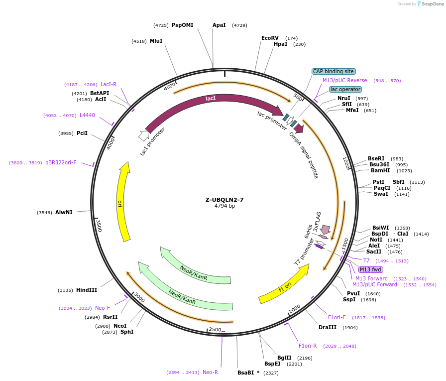 166563-plasmid-map-sequence-id-327818