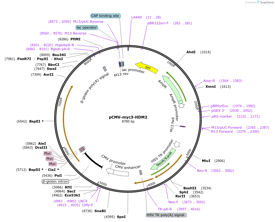 20935-plasmid-map-sequence-id-327821