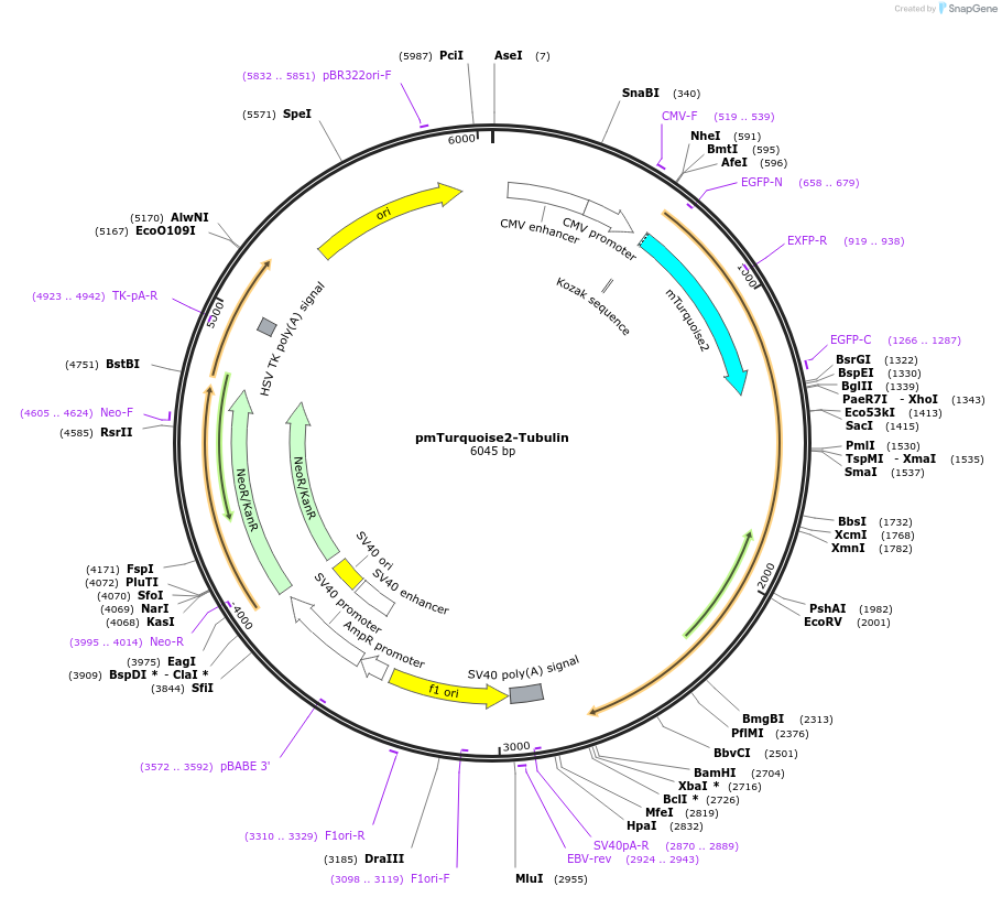 36202-plasmid-map-sequence-id-327826