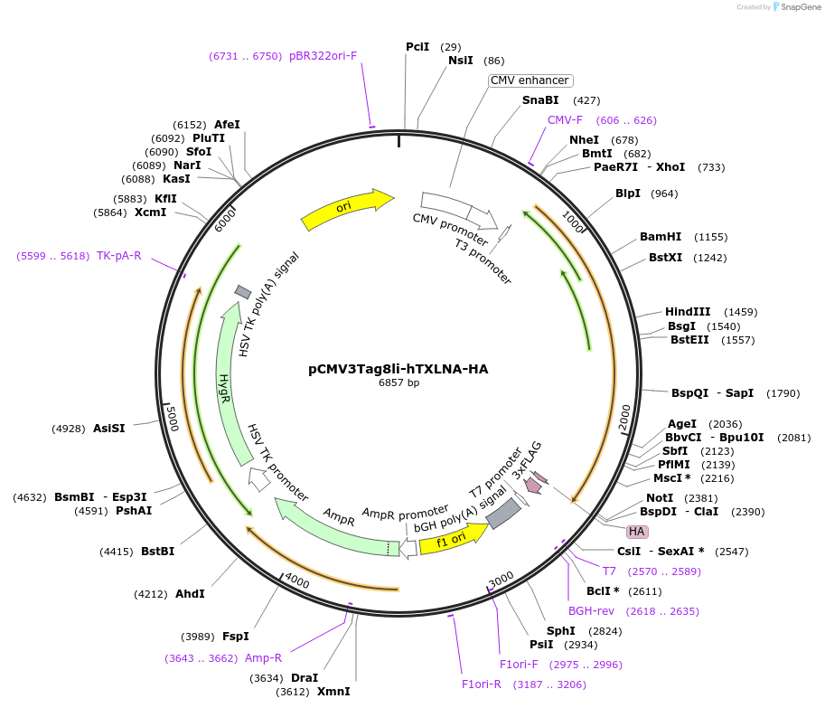 165472-plasmid-map-sequence-id-327829