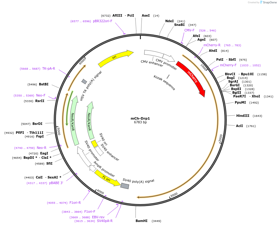 49152-plasmid-map-sequence-id-327830
