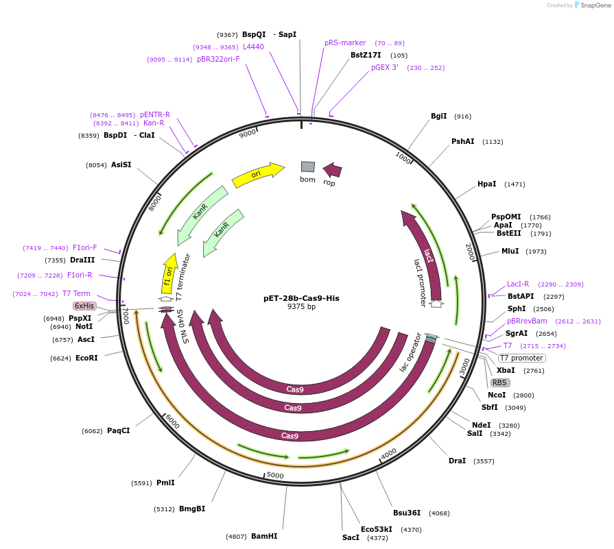 47327-plasmid-map-sequence-id-327831