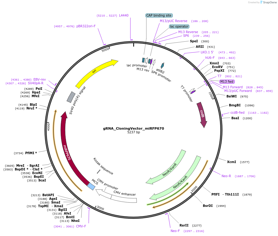 163748-plasmid-map-sequence-id-327833