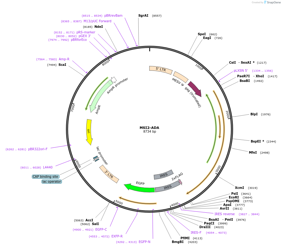 166967-plasmid-map-sequence-id-327834