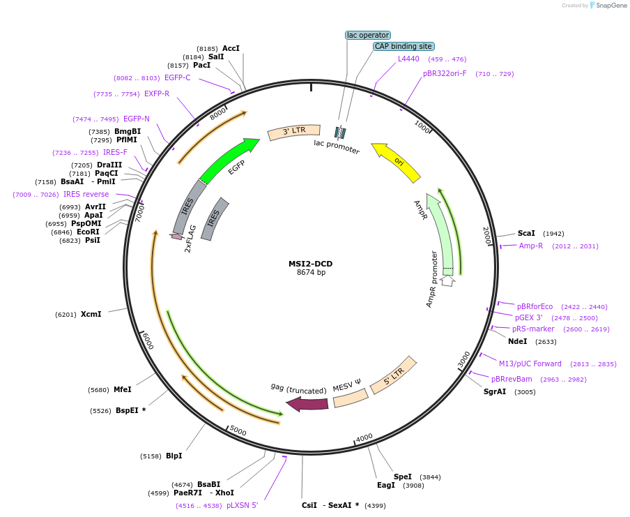 166968-plasmid-map-sequence-id-327843