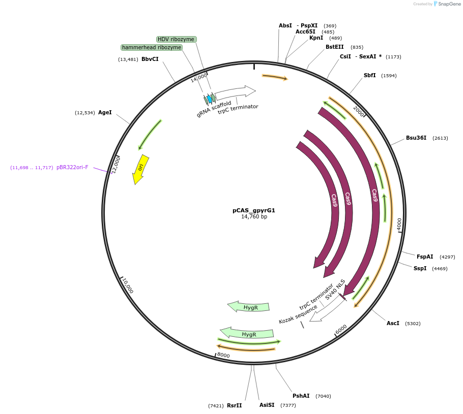 90276-plasmid-map-sequence-id-327844
