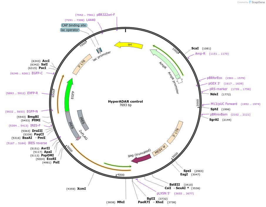 166969-plasmid-map-sequence-id-327845