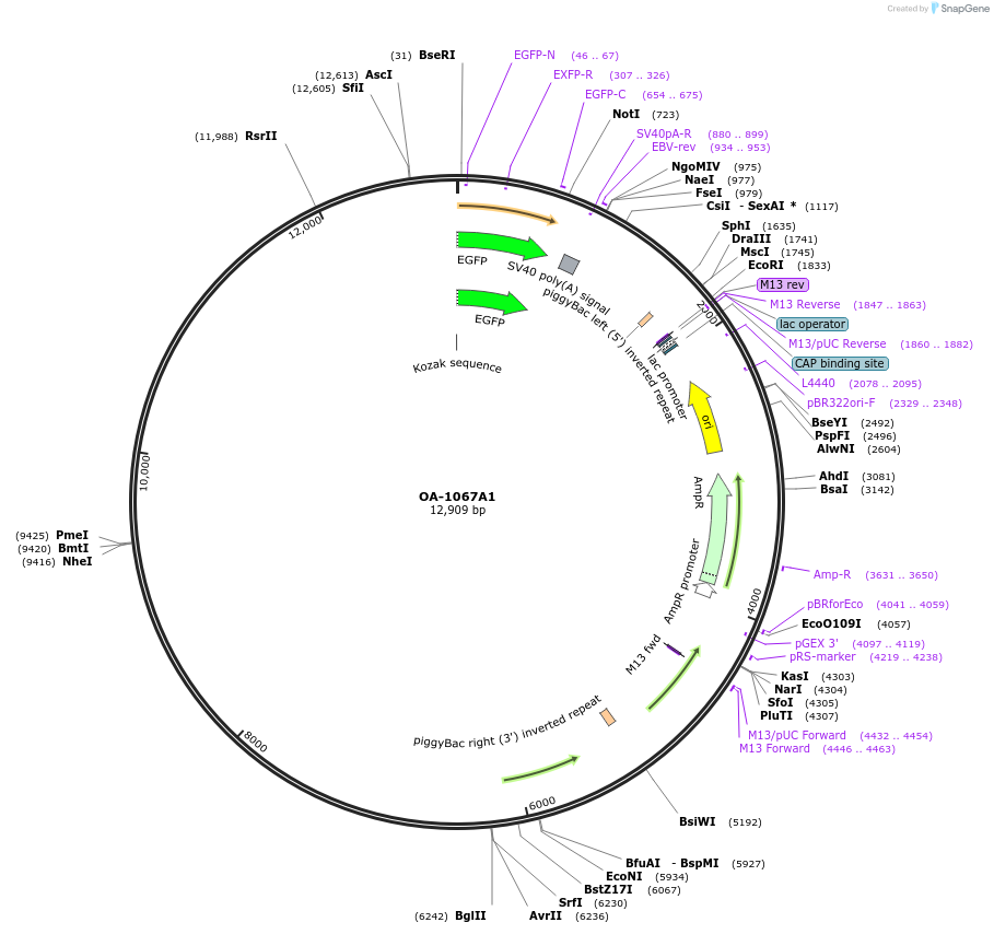 164847-plasmid-map-sequence-id-327847