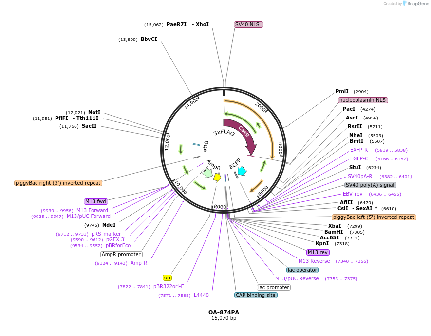 164846-plasmid-map-sequence-id-327852