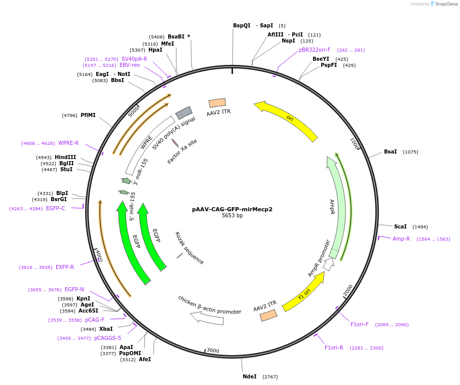 163704-plasmid-map-sequence-id-327853