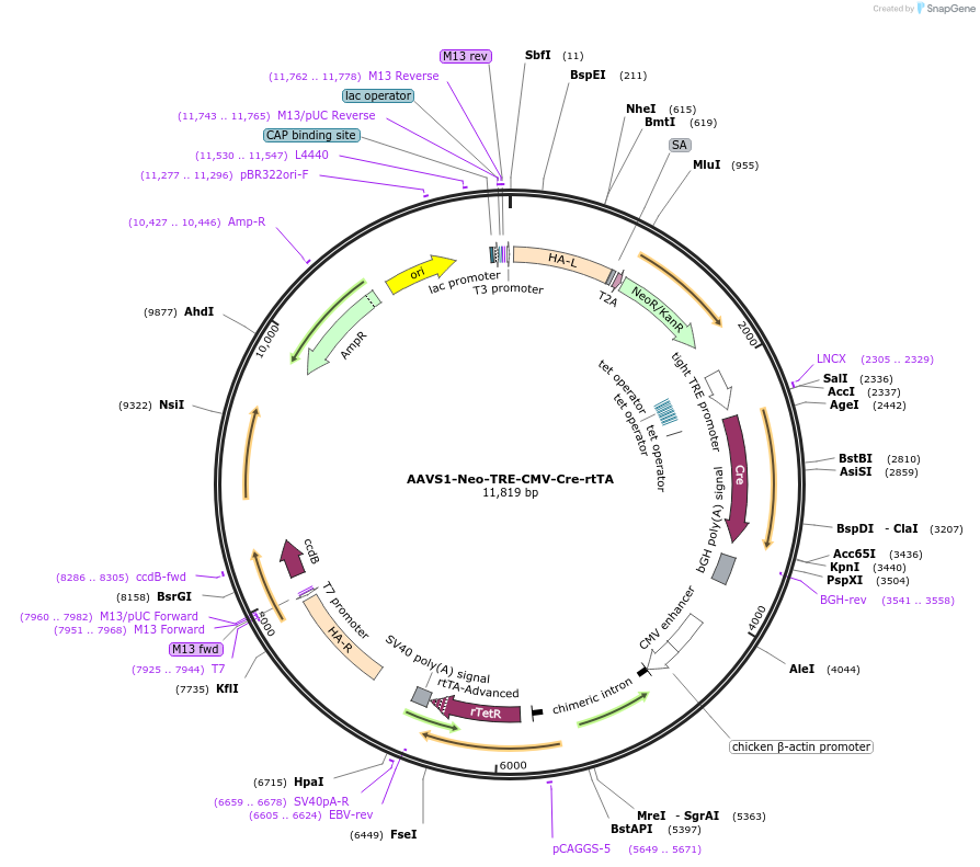 165457-plasmid-map-sequence-id-327861