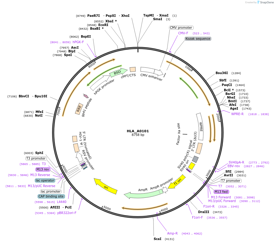 165009-plasmid-map-sequence-id-327867