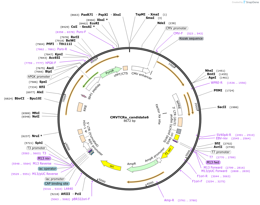 165001-plasmid-map-sequence-id-327868