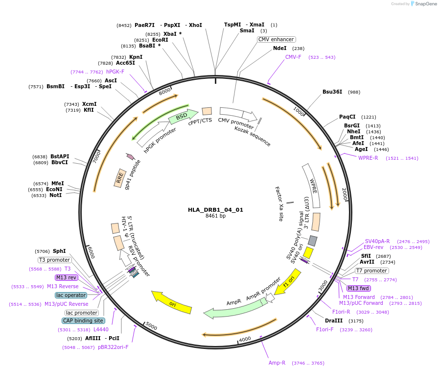 165013-plasmid-map-sequence-id-327885