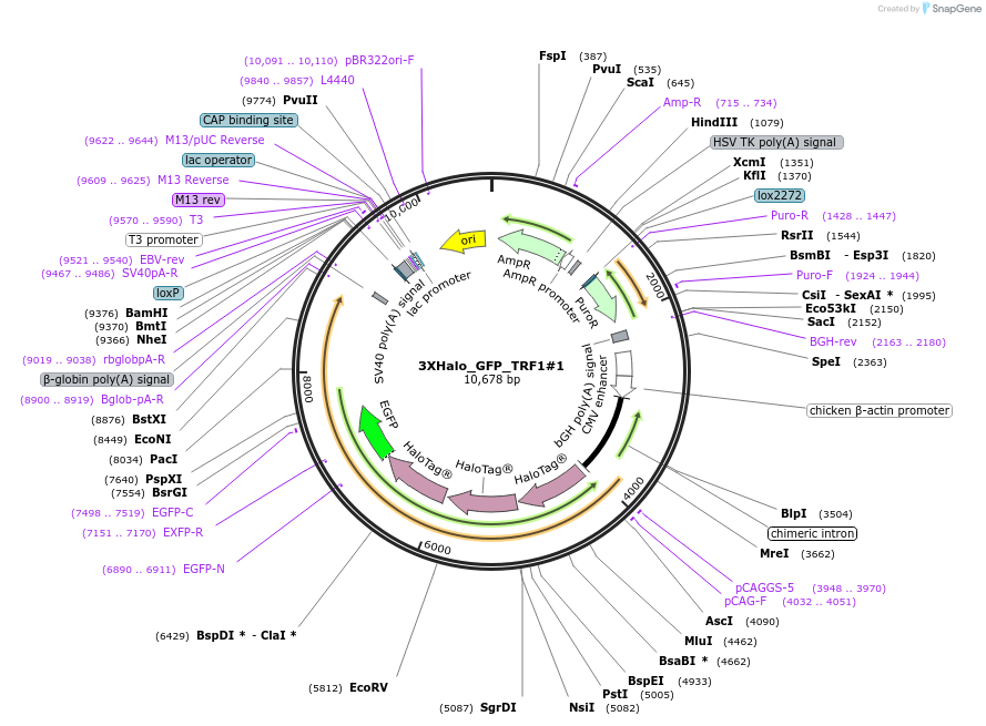 164644-plasmid-map-sequence-id-327906