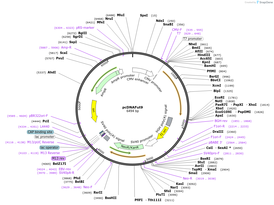 161021-plasmid-map-sequence-id-327907