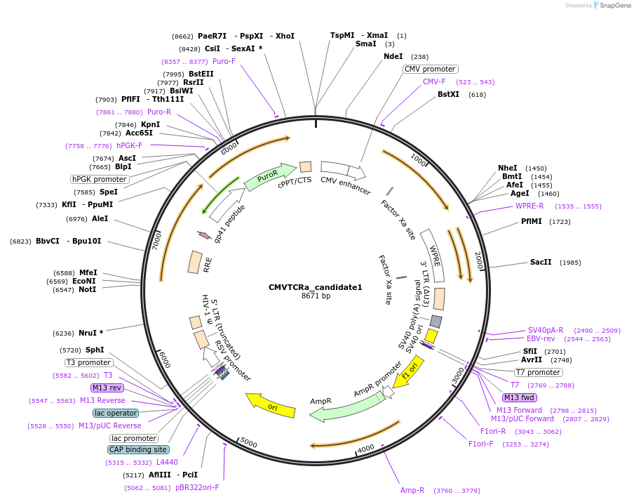 164995-plasmid-map-sequence-id-327908
