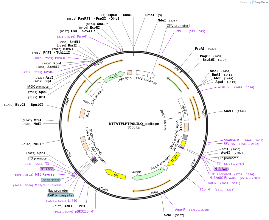 165020-plasmid-map-sequence-id-327910