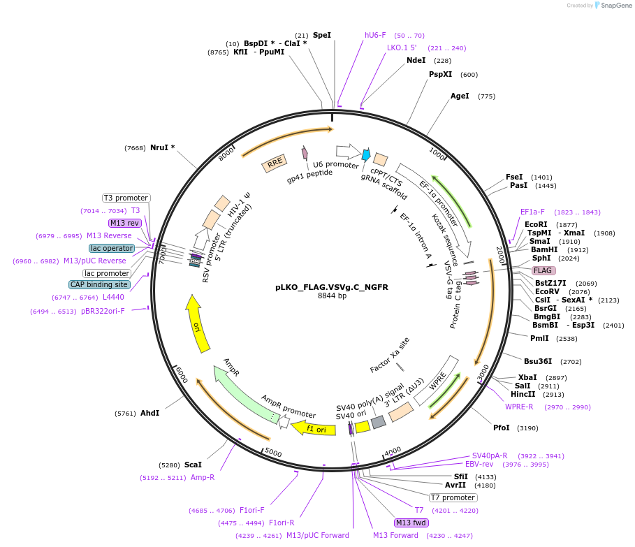 158260-plasmid-map-sequence-id-327912